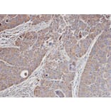 Immunohistochemistry - MRCKalpha antibody from Signalway Antibody (22420) - Antibodies.com