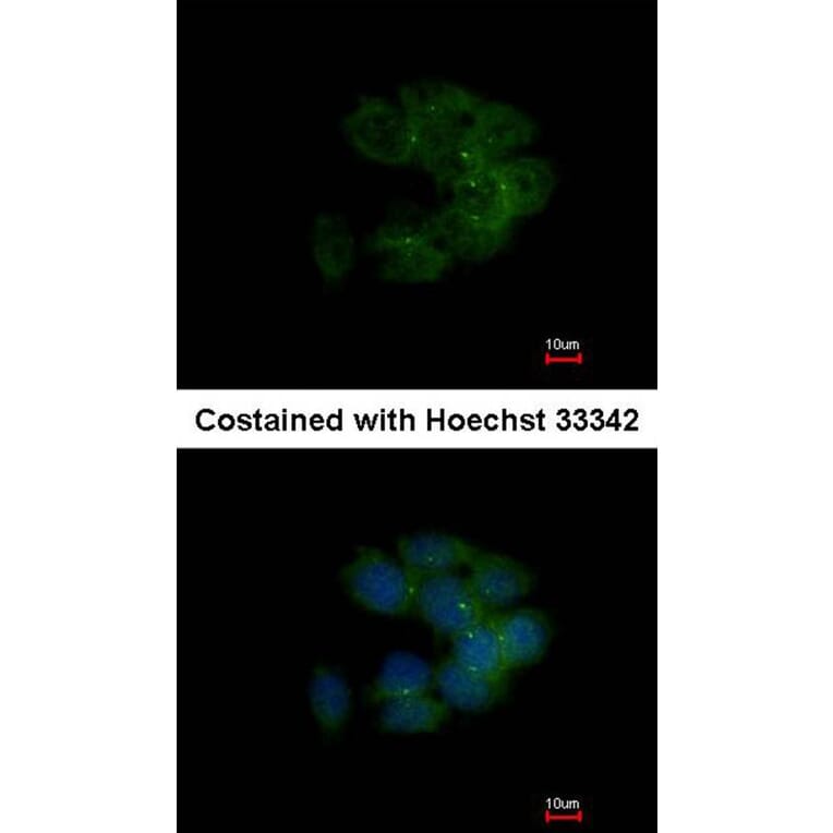 Immunofluorescence - MRCKalpha antibody from Signalway Antibody (22420) - Antibodies.com