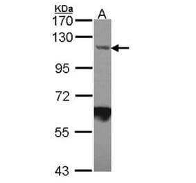 Importin-7 antibody from Signalway Antibody (22447) - Antibodies.com