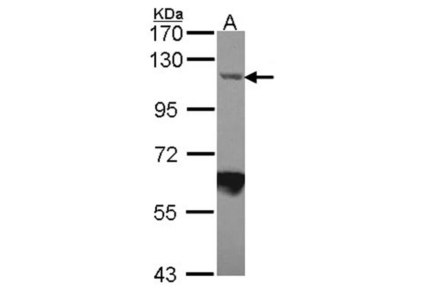 Importin-7 antibody from Signalway Antibody (22447) - Antibodies.com