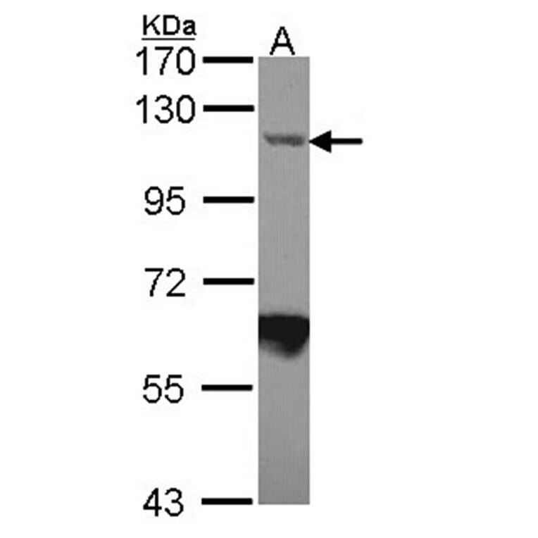 Importin-7 antibody from Signalway Antibody (22447) - Antibodies.com