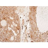 Immunohistochemistry - Importin-7 antibody from Signalway Antibody (22447) - Antibodies.com