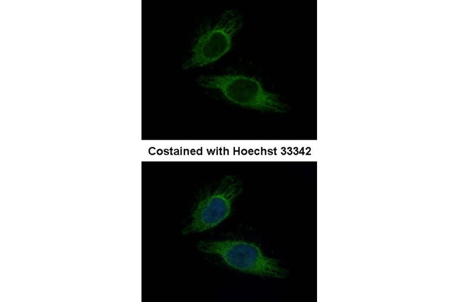Immunofluorescence - Importin-7 antibody from Signalway Antibody (22447) - Antibodies.com