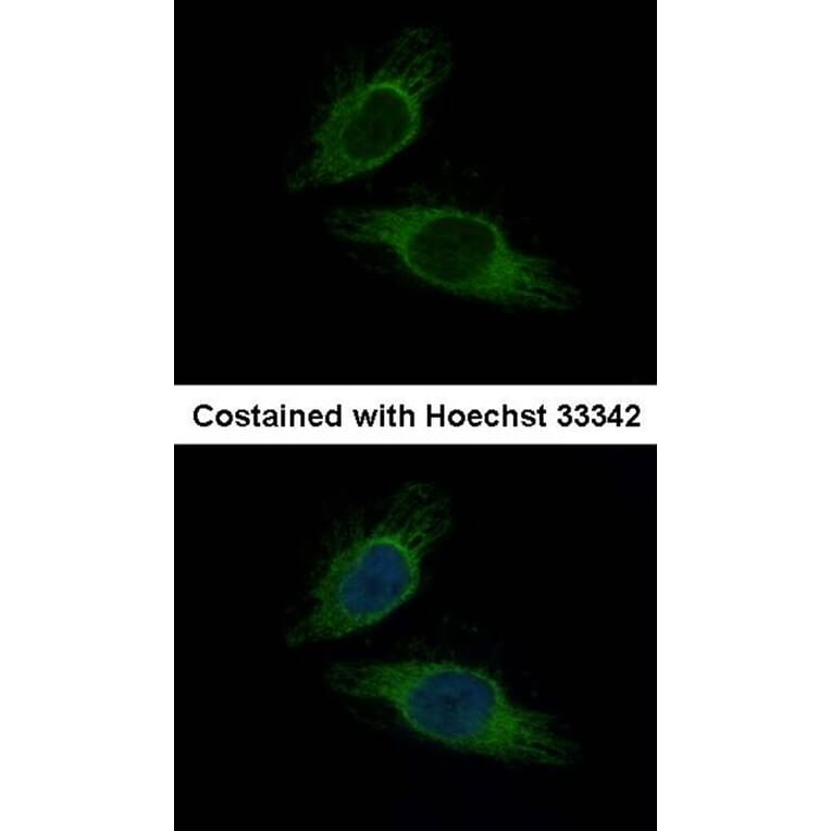 Immunofluorescence - Importin-7 antibody from Signalway Antibody (22447) - Antibodies.com
