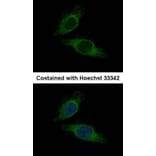 Immunofluorescence - Importin-7 antibody from Signalway Antibody (22447) - Antibodies.com