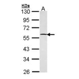 GABP-beta1 antibody from Signalway Antibody (22599) - Antibodies.com