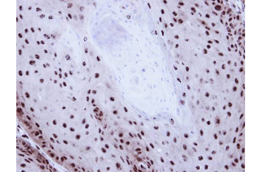 Immunohistochemistry - GABP-beta1 antibody from Signalway Antibody (22599) - Antibodies.com