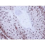 Immunohistochemistry - GABP-beta1 antibody from Signalway Antibody (22599) - Antibodies.com
