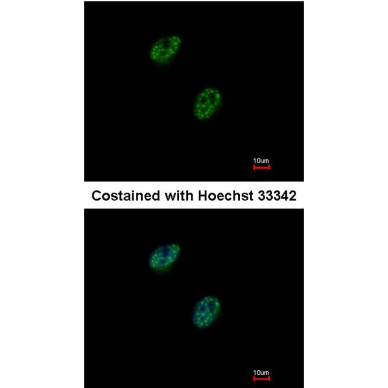 Immunofluorescence - GABP-beta1 antibody from Signalway Antibody (22599) - Antibodies.com