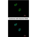 Immunofluorescence - GABP-beta1 antibody from Signalway Antibody (22599) - Antibodies.com