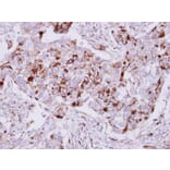 Immunohistochemistry - Calpain 5 antibody from Signalway Antibody (22798) - Antibodies.com