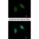 Immunofluorescence - Calpain 5 antibody from Signalway Antibody (22798) - Antibodies.com