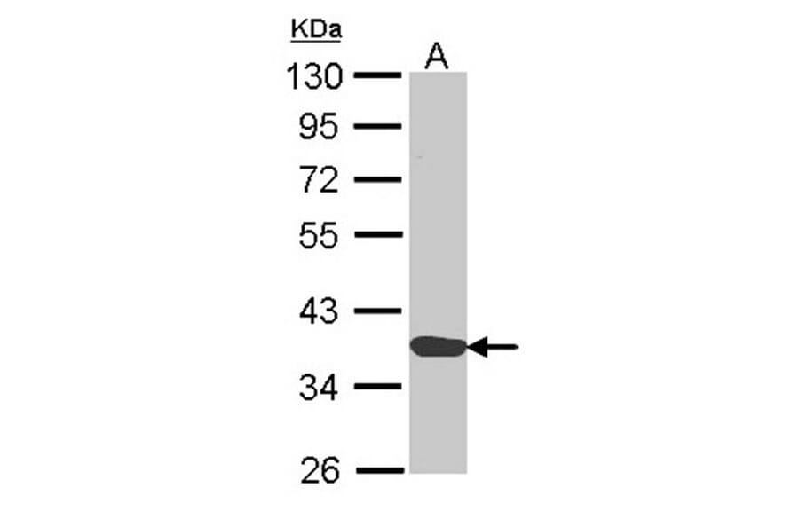 Annexin A1 antibody from Signalway Antibody (22818) - Antibodies.com