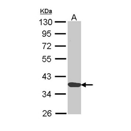 Annexin A1 antibody from Signalway Antibody (22818) - Antibodies.com