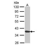 Annexin A1 antibody from Signalway Antibody (22818) - Antibodies.com