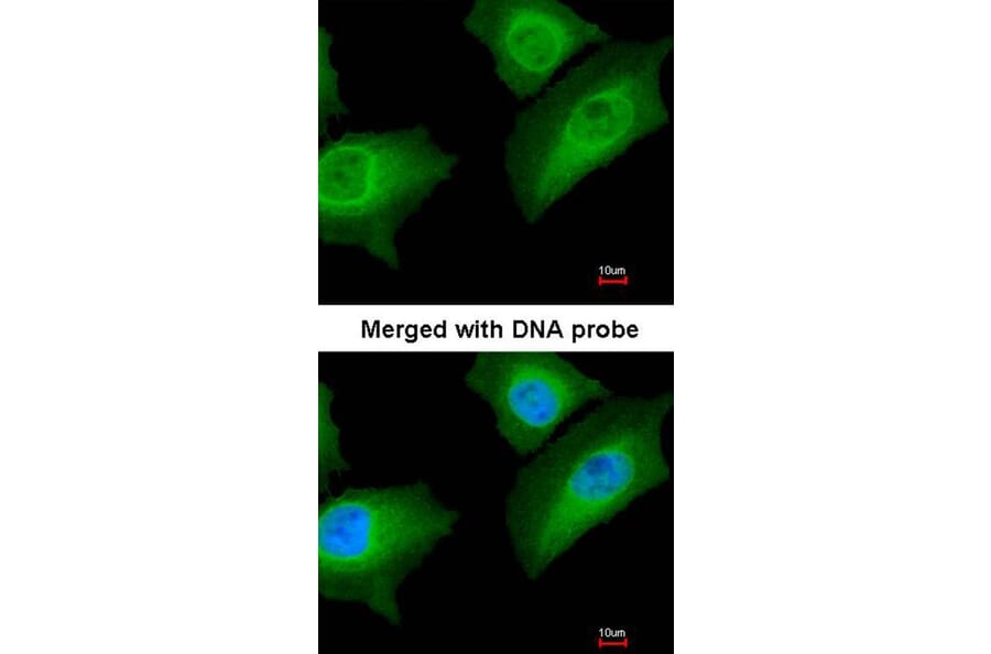 Immunofluorescence - Annexin A1 antibody from Signalway Antibody (22818) - Antibodies.com