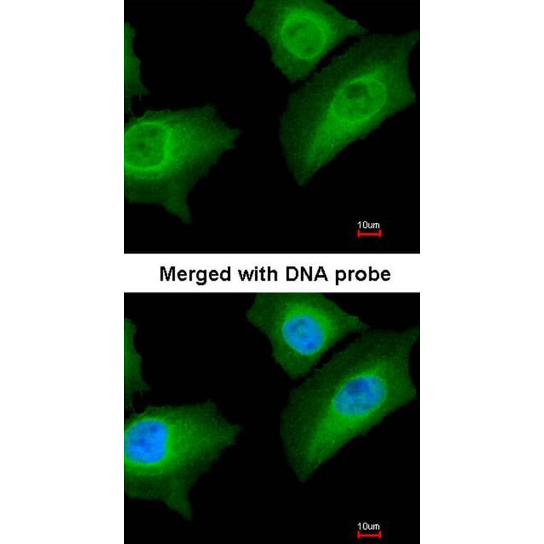 Immunofluorescence - Annexin A1 antibody from Signalway Antibody (22818) - Antibodies.com