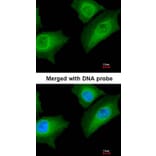 Immunofluorescence - Annexin A1 antibody from Signalway Antibody (22818) - Antibodies.com