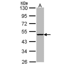 caspase-4 antibody from Signalway Antibody (22908) - Antibodies.com