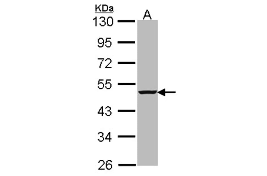 caspase-4 antibody from Signalway Antibody (22908) - Antibodies.com