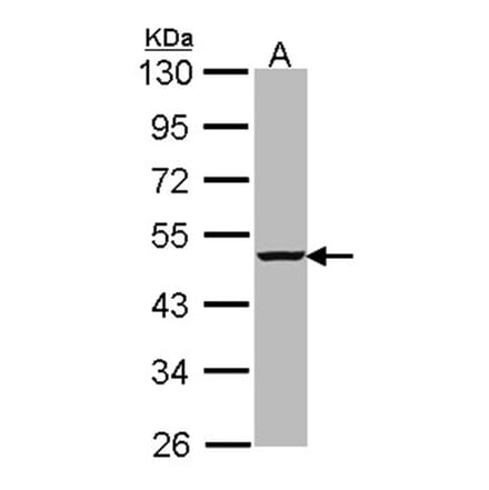 caspase-4 antibody from Signalway Antibody (22908) - Antibodies.com