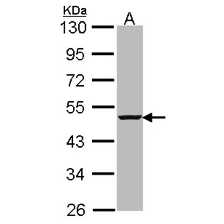 caspase-4 antibody from Signalway Antibody (22908) - Antibodies.com