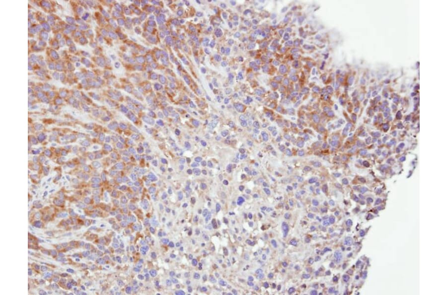 Immunohistochemistry - caspase-4 antibody from Signalway Antibody (22908) - Antibodies.com