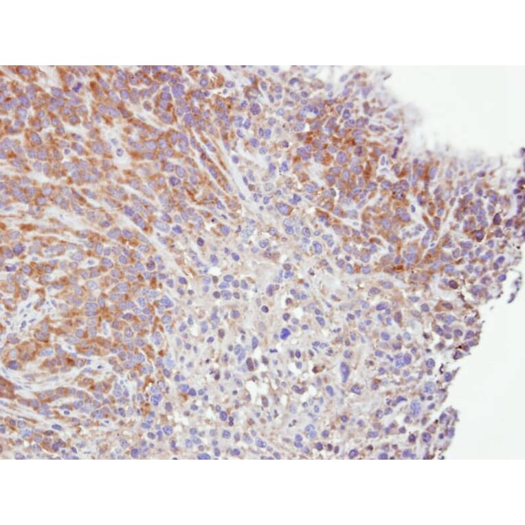 Immunohistochemistry - caspase-4 antibody from Signalway Antibody (22908) - Antibodies.com