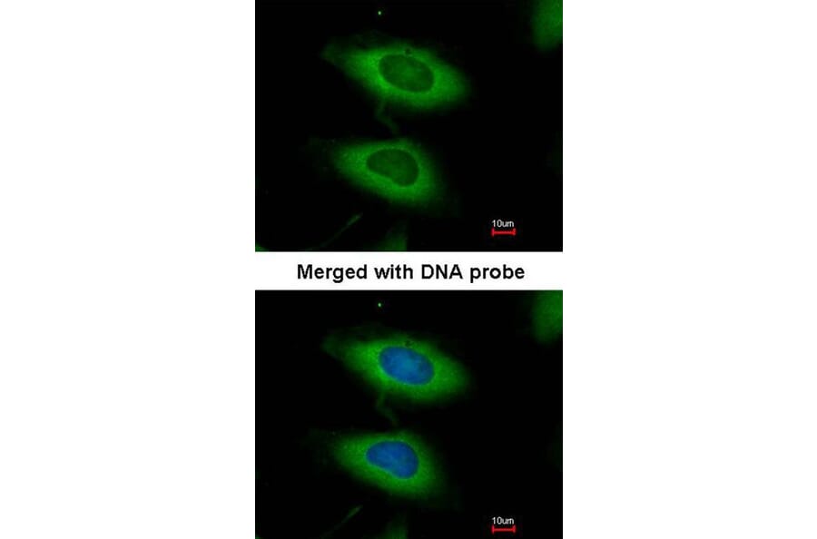 Immunofluorescence - caspase-4 antibody from Signalway Antibody (22908) - Antibodies.com