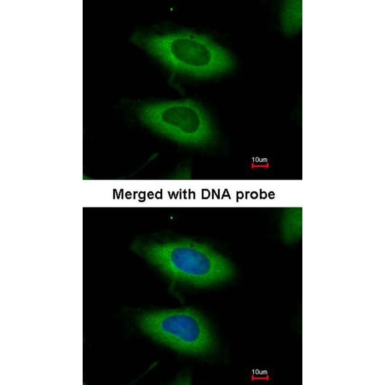 Immunofluorescence - caspase-4 antibody from Signalway Antibody (22908) - Antibodies.com