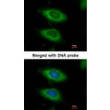 Immunofluorescence - caspase-4 antibody from Signalway Antibody (22908) - Antibodies.com