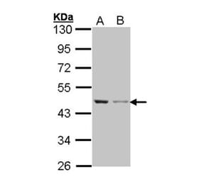 Beta Actin antibody from Signalway Antibody (22957) - Antibodies.com