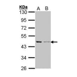 Beta Actin antibody from Signalway Antibody (22957) - Antibodies.com