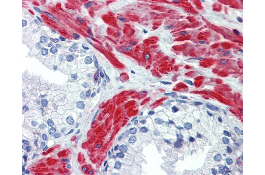 Immunohistochemistry - Beta Actin antibody from Signalway Antibody (22957) - Antibodies.com