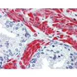 Immunohistochemistry - Beta Actin antibody from Signalway Antibody (22957) - Antibodies.com