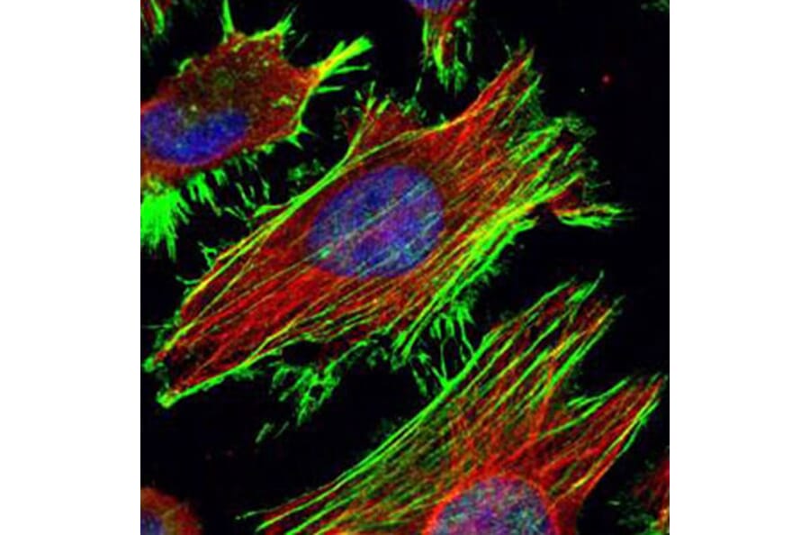 Beta Actin antibody from Signalway Antibody (22957) - Antibodies.com