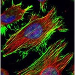 Beta Actin antibody from Signalway Antibody (22957) - Antibodies.com