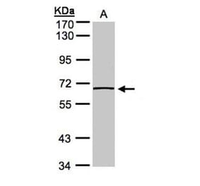caspase-8 antibody from Signalway Antibody (22977) - Antibodies.com