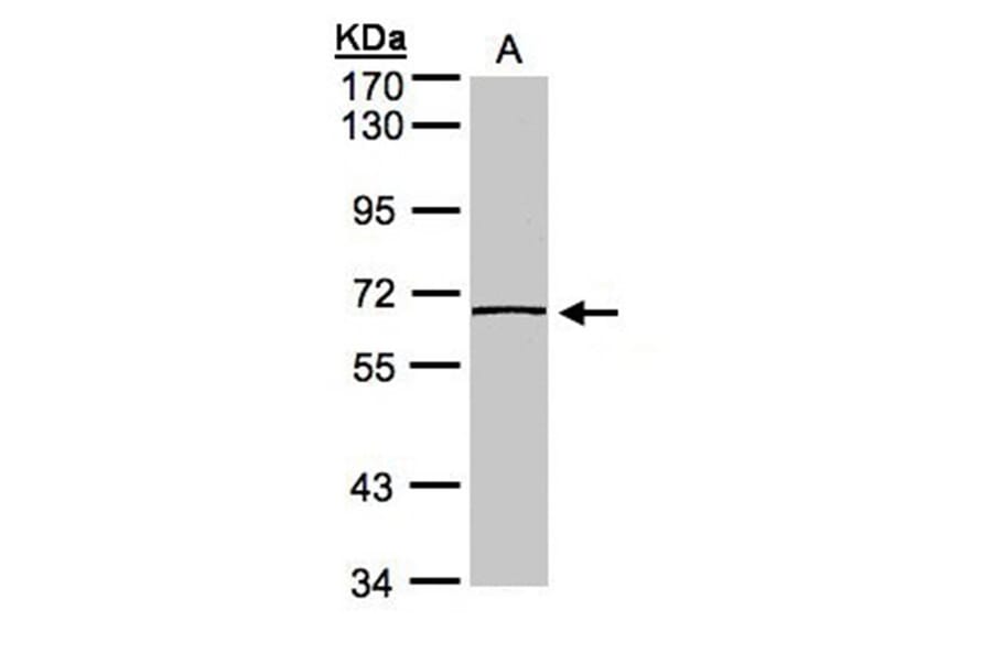 caspase-8 antibody from Signalway Antibody (22977) - Antibodies.com