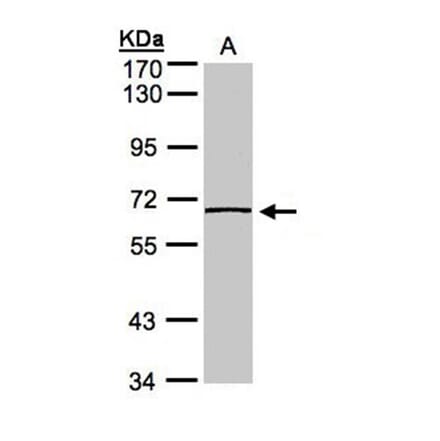 caspase-8 antibody from Signalway Antibody (22977) - Antibodies.com