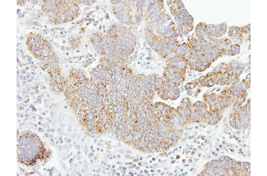 Immunohistochemistry - caspase-8 antibody from Signalway Antibody (22977) - Antibodies.com