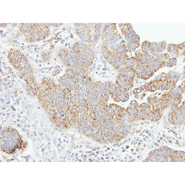 Immunohistochemistry - caspase-8 antibody from Signalway Antibody (22977) - Antibodies.com