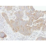 Immunohistochemistry - caspase-8 antibody from Signalway Antibody (22977) - Antibodies.com