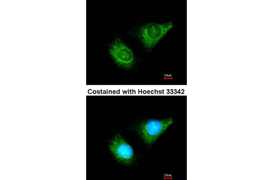 Immunofluorescence - caspase-8 antibody from Signalway Antibody (22977) - Antibodies.com