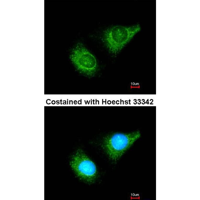Immunofluorescence - caspase-8 antibody from Signalway Antibody (22977) - Antibodies.com
