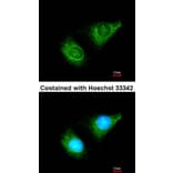 Immunofluorescence - caspase-8 antibody from Signalway Antibody (22977) - Antibodies.com