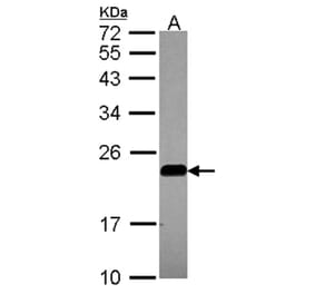 caveolin-2 antibody from Signalway Antibody (22980) - Antibodies.com