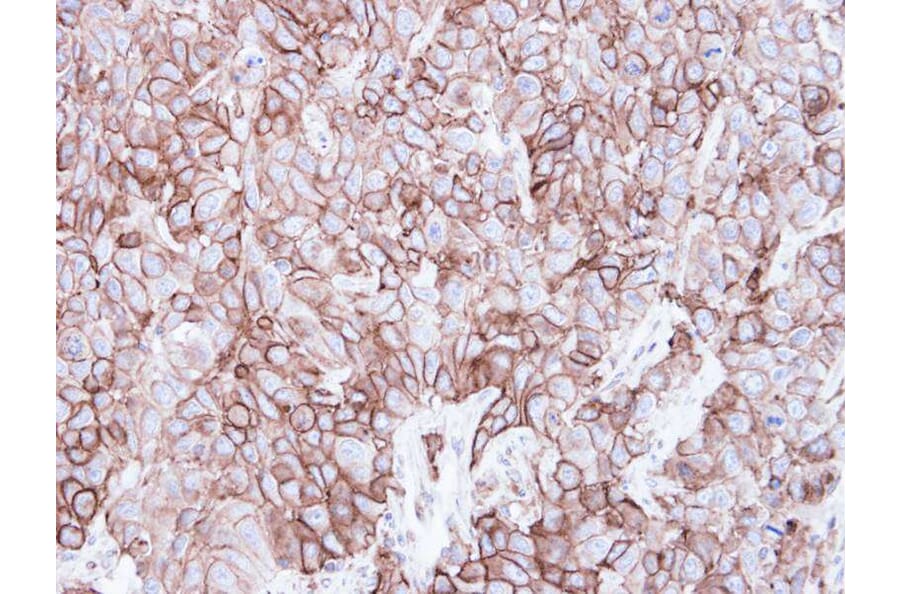 Immunohistochemistry - caveolin-2 antibody from Signalway Antibody (22980) - Antibodies.com