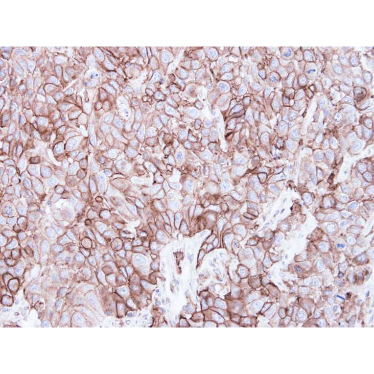 Immunohistochemistry - caveolin-2 antibody from Signalway Antibody (22980) - Antibodies.com