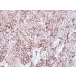 Immunohistochemistry - caveolin-2 antibody from Signalway Antibody (22980) - Antibodies.com